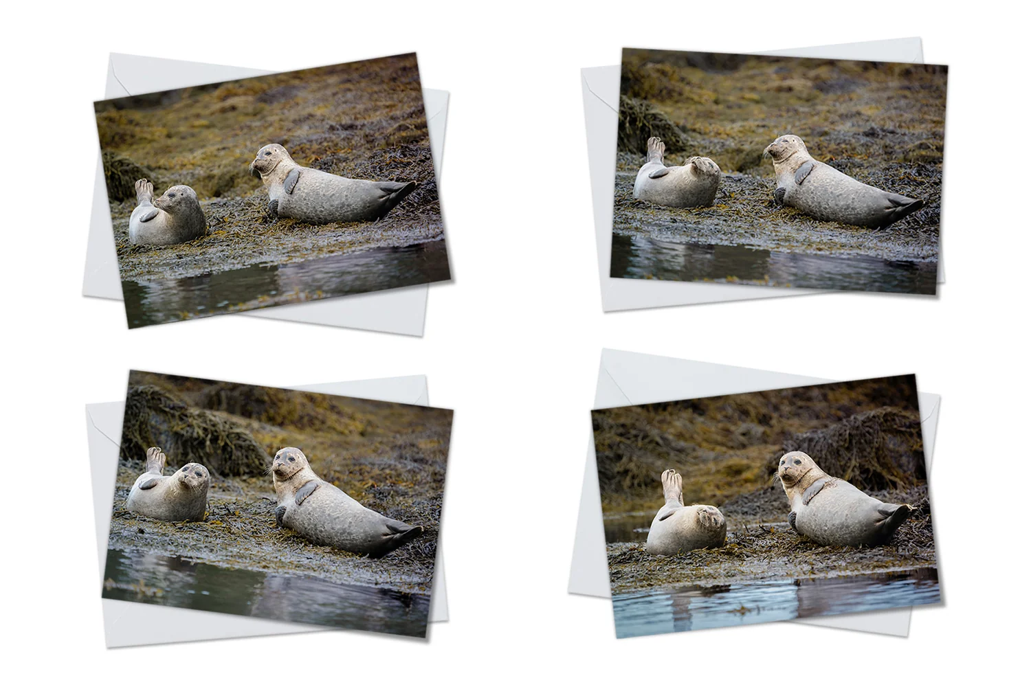 Harbour Seals Greeting Card Packs Harbour Seals Greeting Card Packs