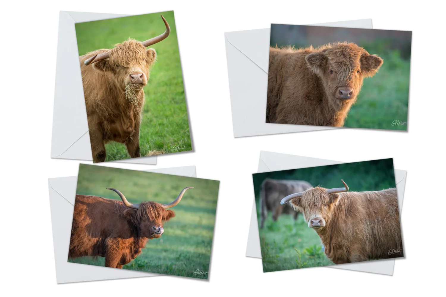 Highland Cows Greeting Card Packs Highland Cows Greeting Card Packs