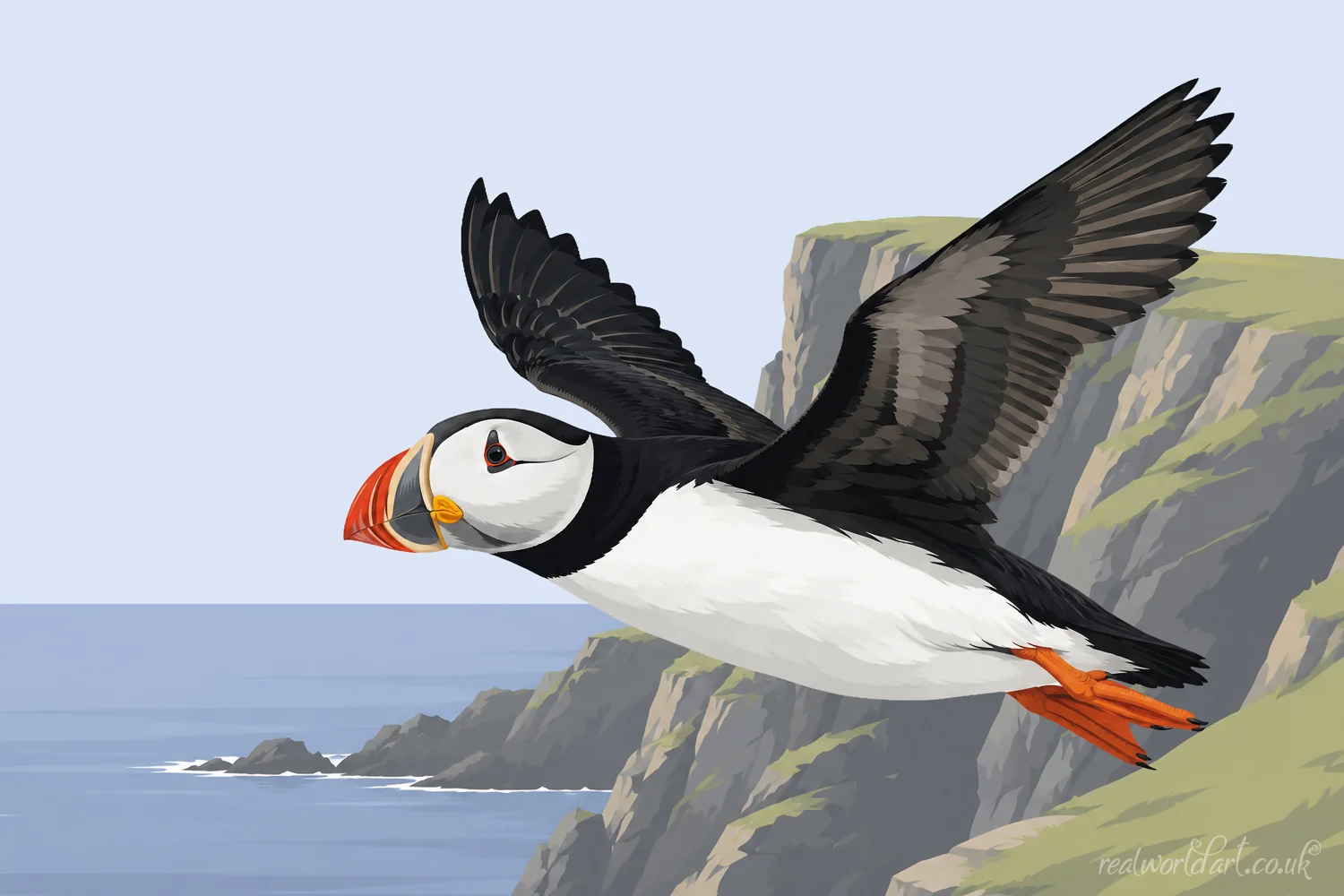 Art Prints: Illustrated Atlantic puffin flying past rugged coastal cliffs above the sea, with black and white plumage and a colourful orange bill, rendered in a clean contemporary vector style. 