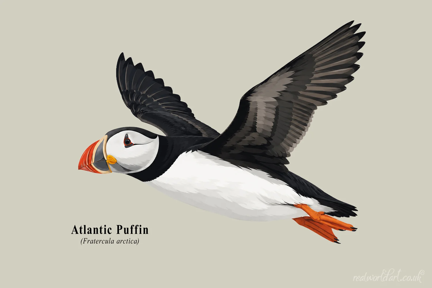 Art Prints: Illustrated Atlantic puffin in flight with black and white plumage, colourful orange bill and feet, rendered in a clean contemporary vector style on a neutral background. 