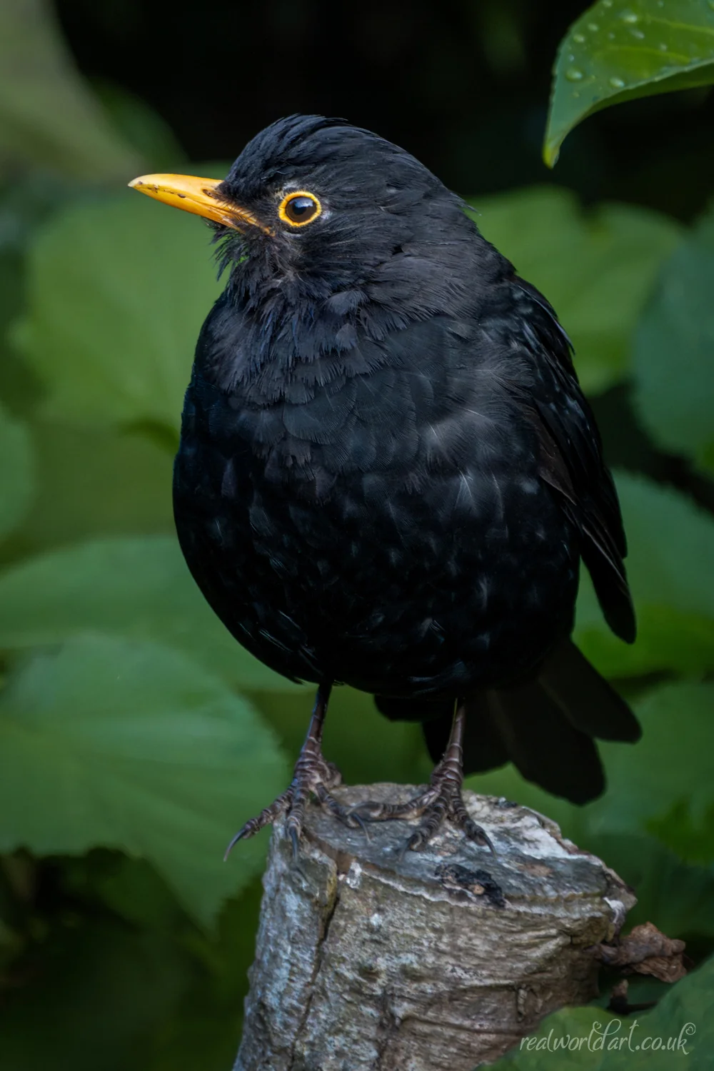 Greeting Cards: A male blackbird with a yellow beak perched on a wooden post in front of green leaves taken at Llangelynin, Conwy, Wales 