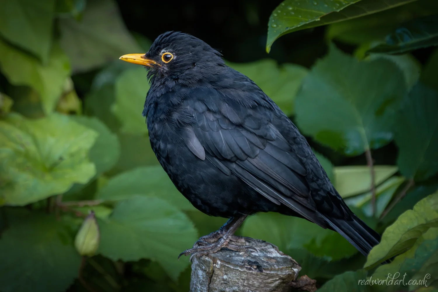 Greeting Cards: A male blackbird with a yellow beak perched on a wooden post in front of green leaves taken at Llangelynin, Conwy, Wales 