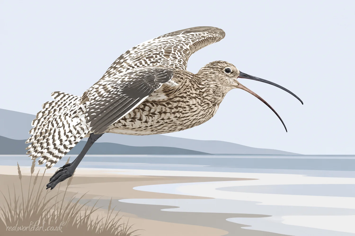 Art Prints: Contemporary digital illustration of a Eurasian curlew in flight above a sandy shoreline and calm coastal waters, showing its long curved bill, intricately patterned brown plumage and distinctive outstretched wings. 