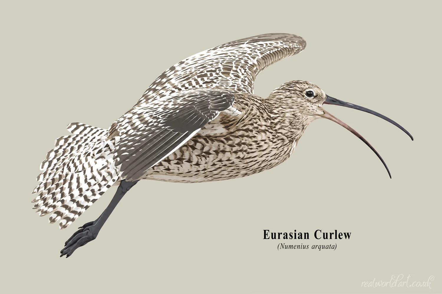 Canvas Wall Art: Illustrated Eurasian curlew in flight with mottled brown plumage, long down-curved bill and outstretched wings, rendered in a clean contemporary vector style on a neutral background. 