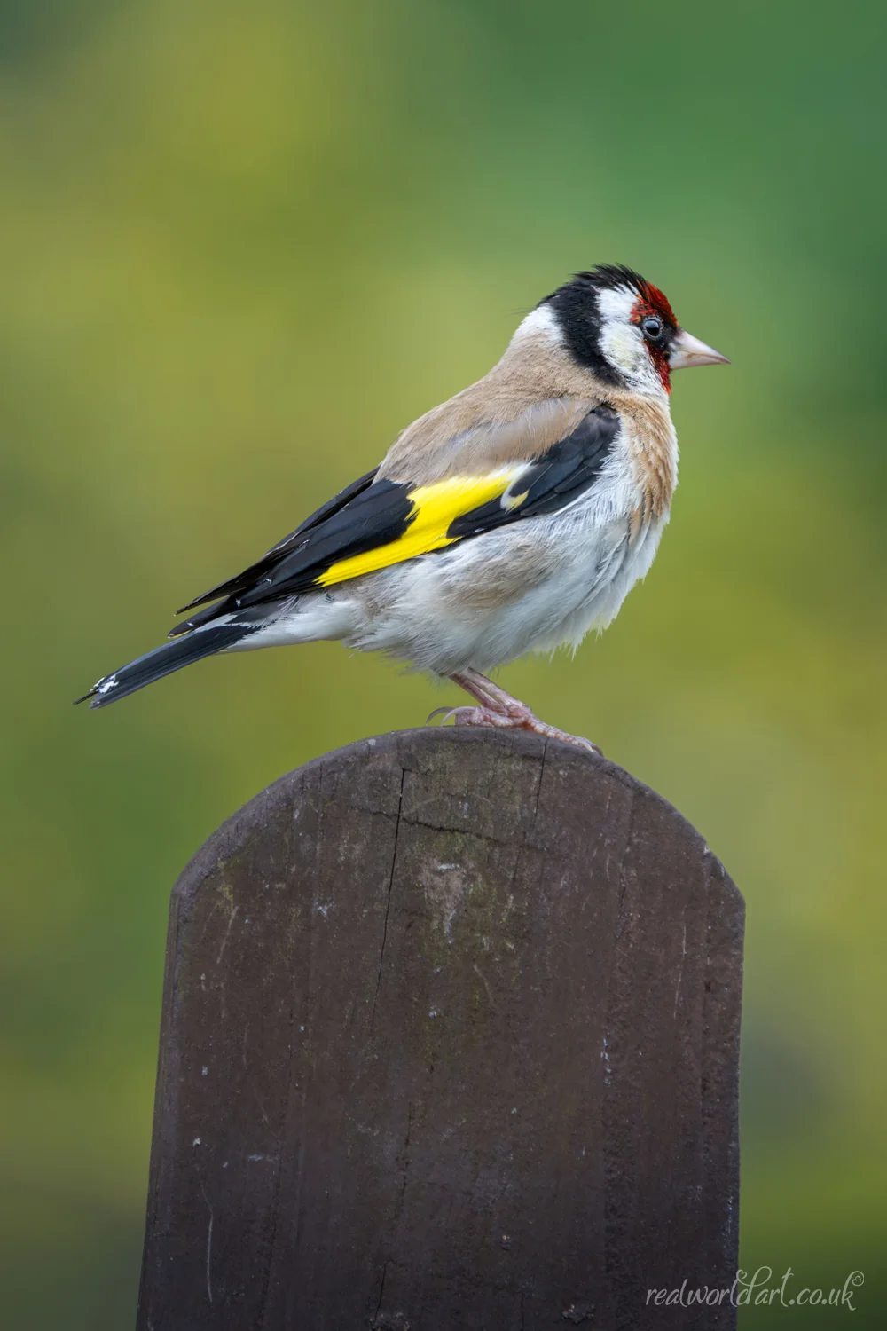 Greeting Cards: A european goldfinch with red face and yellow wing bar perched on a wooden post against a green background taken at Llangelynin, Conwy, Wales 