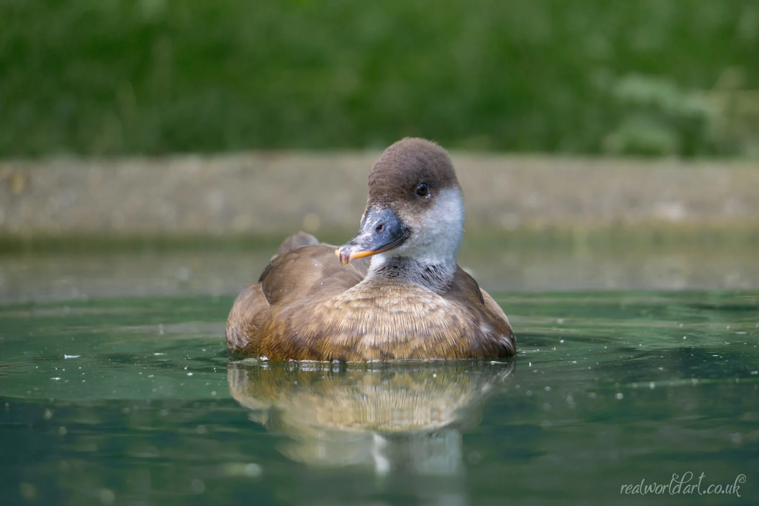Female Red-Crested Pochard Art Prints Female Red-Crested Pochard Art Prints