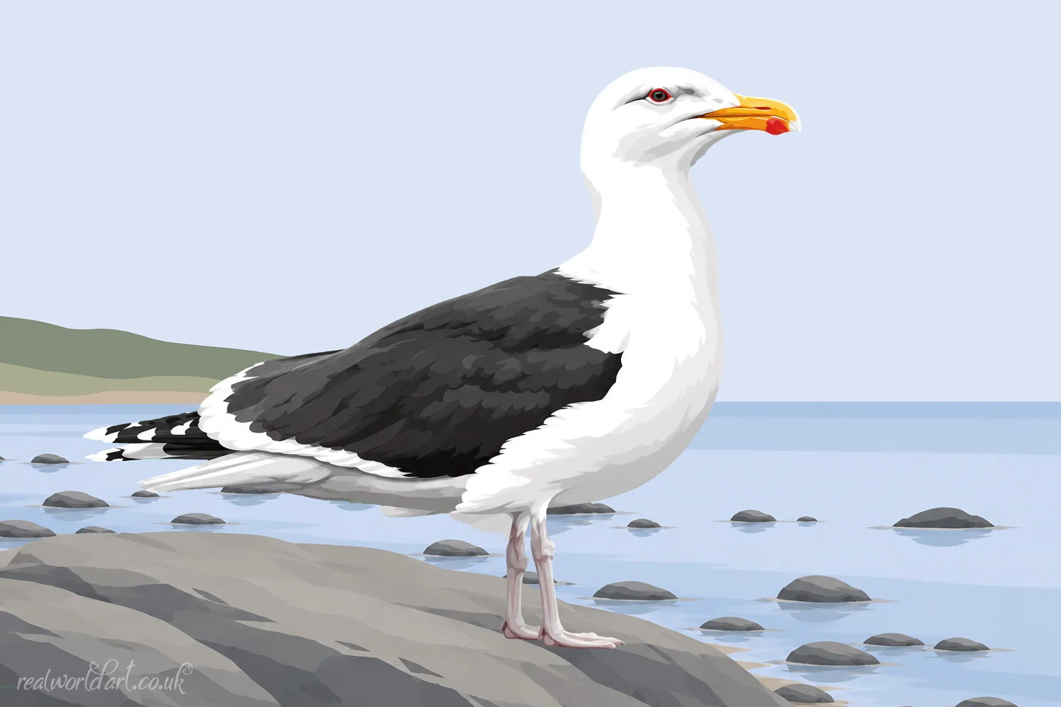 Canvas Wall Art: Illustrated great black-backed gull standing on a rocky shoreline overlooking calm coastal waters and distant headlands in a clean contemporary vector style. 