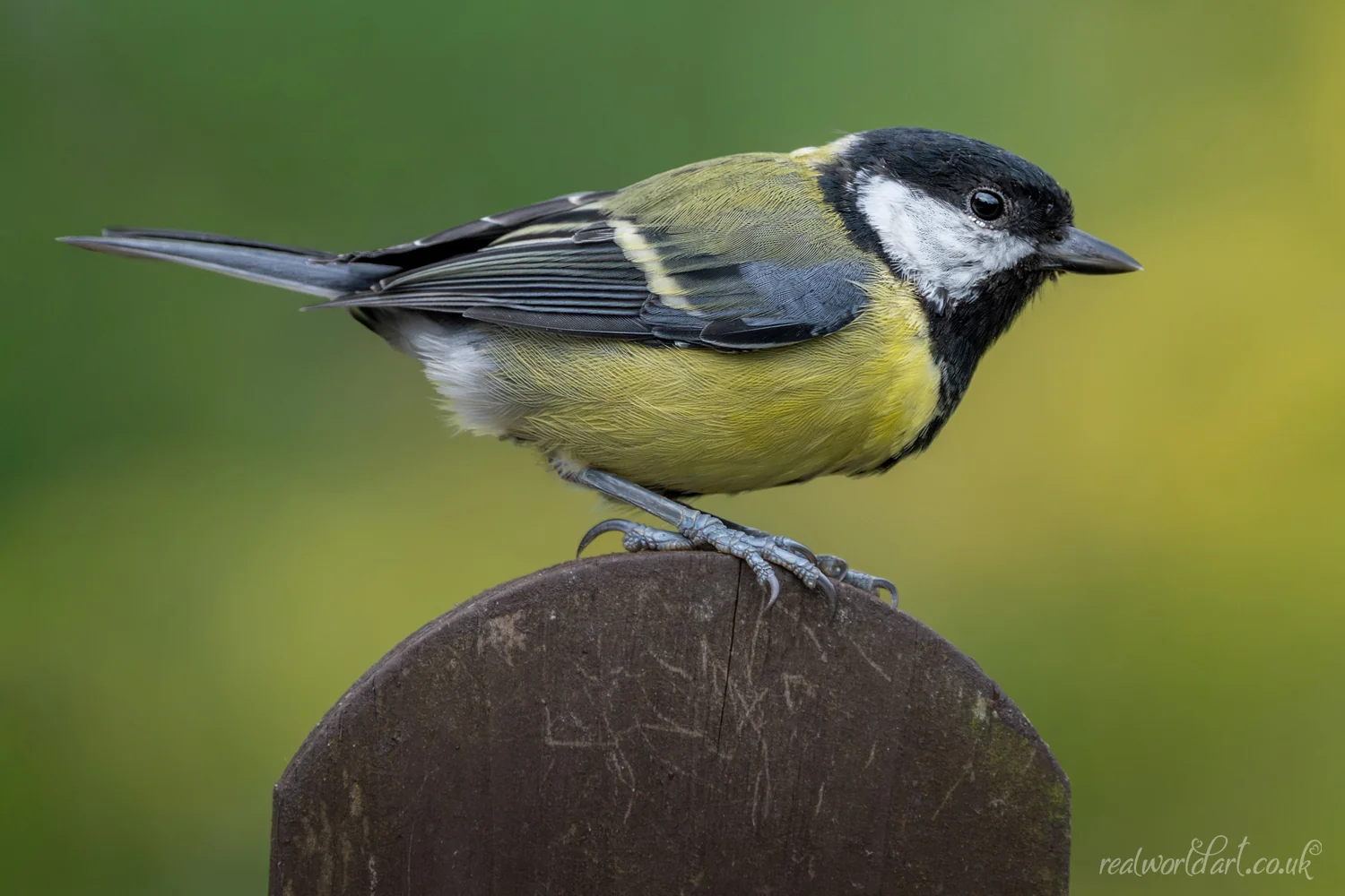 Greeting Cards: A great tit with yellow breast and black head perched on a wooden post against a green background taken at Llangelynin, Conwy, Wales 