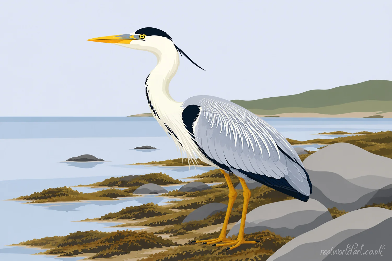 Art Prints: Illustrated grey heron standing on a rocky shoreline beside calm coastal waters with distant headlands, rendered in a clean contemporary vector style. 