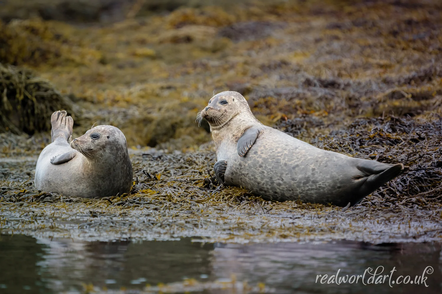 Art Prints: Two harbour seals resting on a seaweed-strewn shore taken at Loch Gairloch, Scottish Highlands, Scotland 