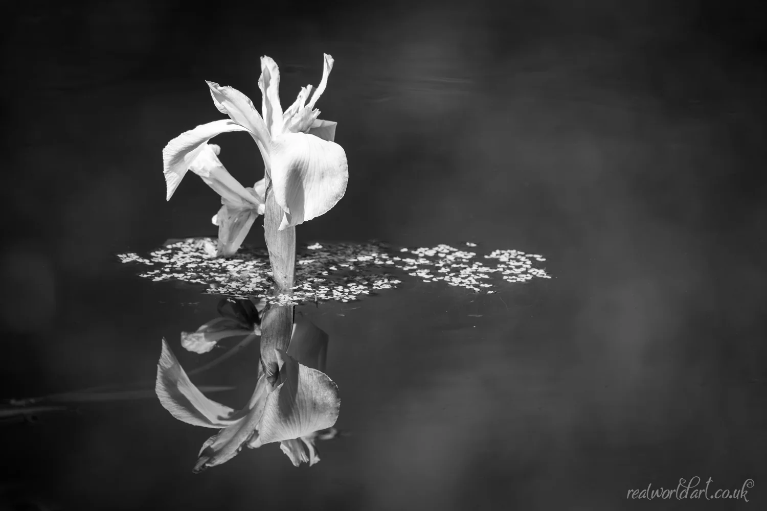 White Water Iris Art Prints