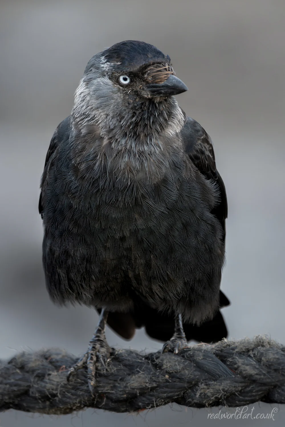 Canvas Wall Art: A jackdaw with pale grey eye perched on a thick rope against a blurred background 