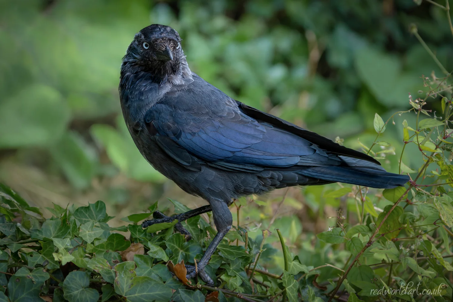 Canvas Wall Art: A jackdaw standing among green ivy leaves with blue tinted wings visible 