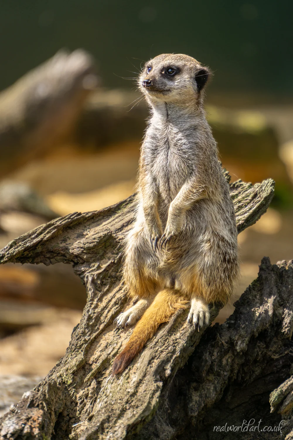 Guarding Meerkat Framed Wall Art Guarding Meerkat Framed Wall Art