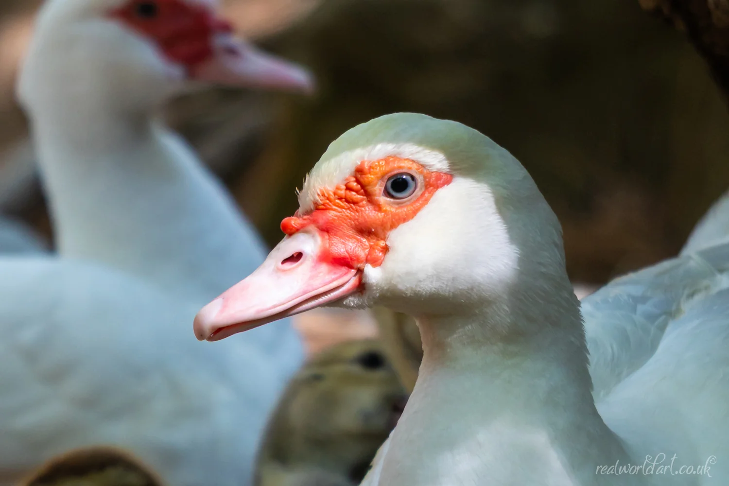 Muscovy Duck Metal Wall Art Muscovy Duck Metal Wall Art