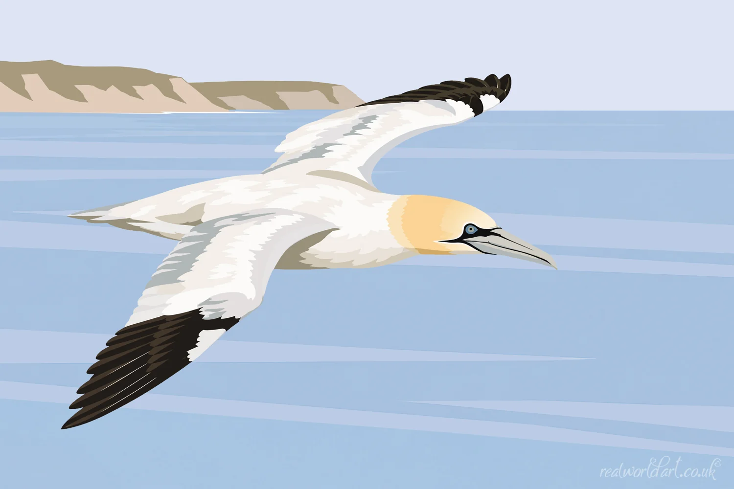 Art Prints: Contemporary digital illustration of a northern gannet gliding above calm blue coastal waters with distant cliffs on the horizon, featuring white plumage, black wingtips and a pale golden head. 