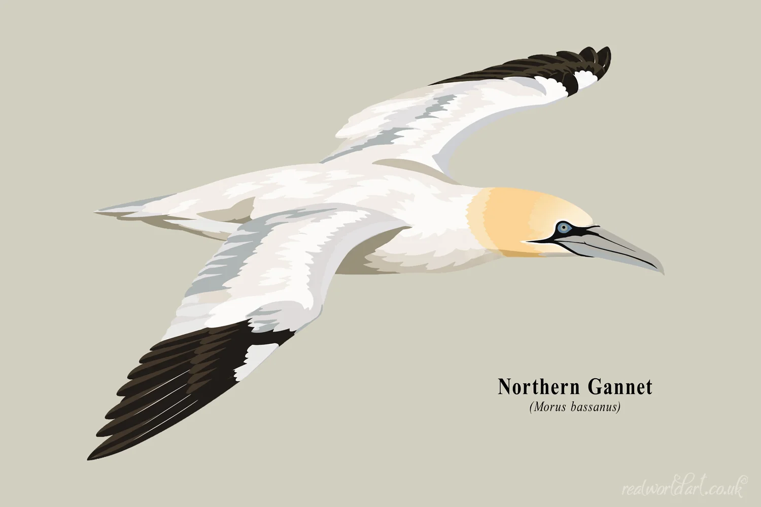 Art Prints: Illustrated northern gannet in flight with white plumage, pale golden head, blue eye and black-tipped wings, rendered in a clean contemporary vector style on a neutral background. 