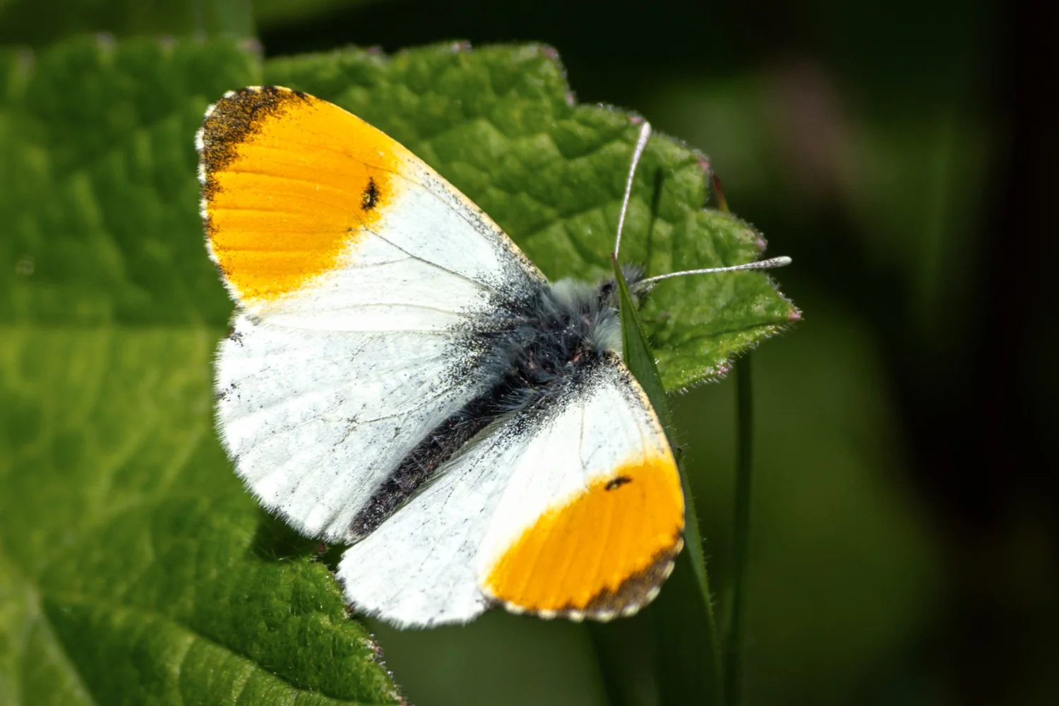 Art Prints: An Orange-tip butterfly with white wings and vivid orange wing tips resting on a green leaf against a softly blurred natural background taken at Redmires Reservoir, Sheffield, South Yorkshire 