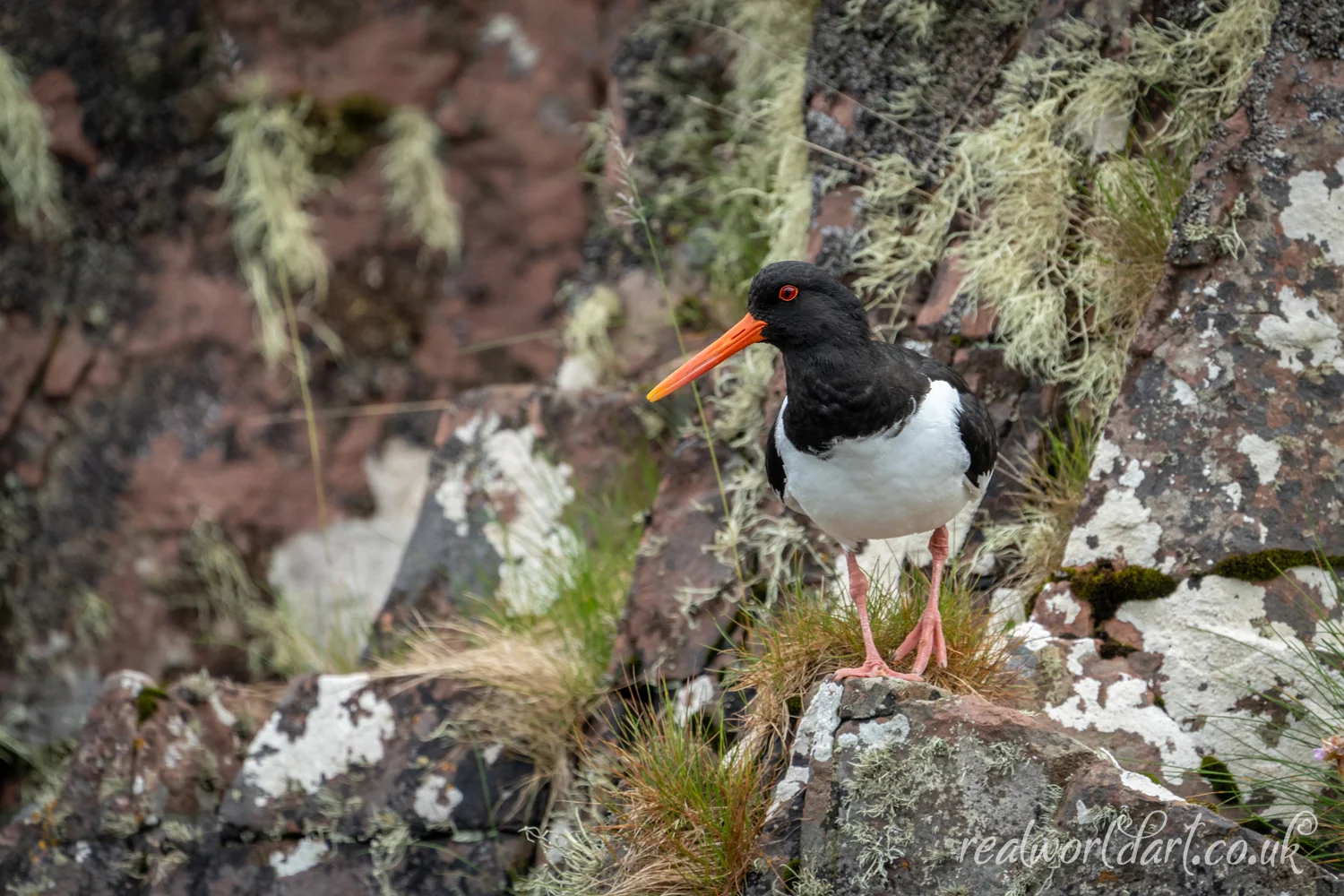 Oyster Catcher Art Prints Oyster Catcher Art Prints