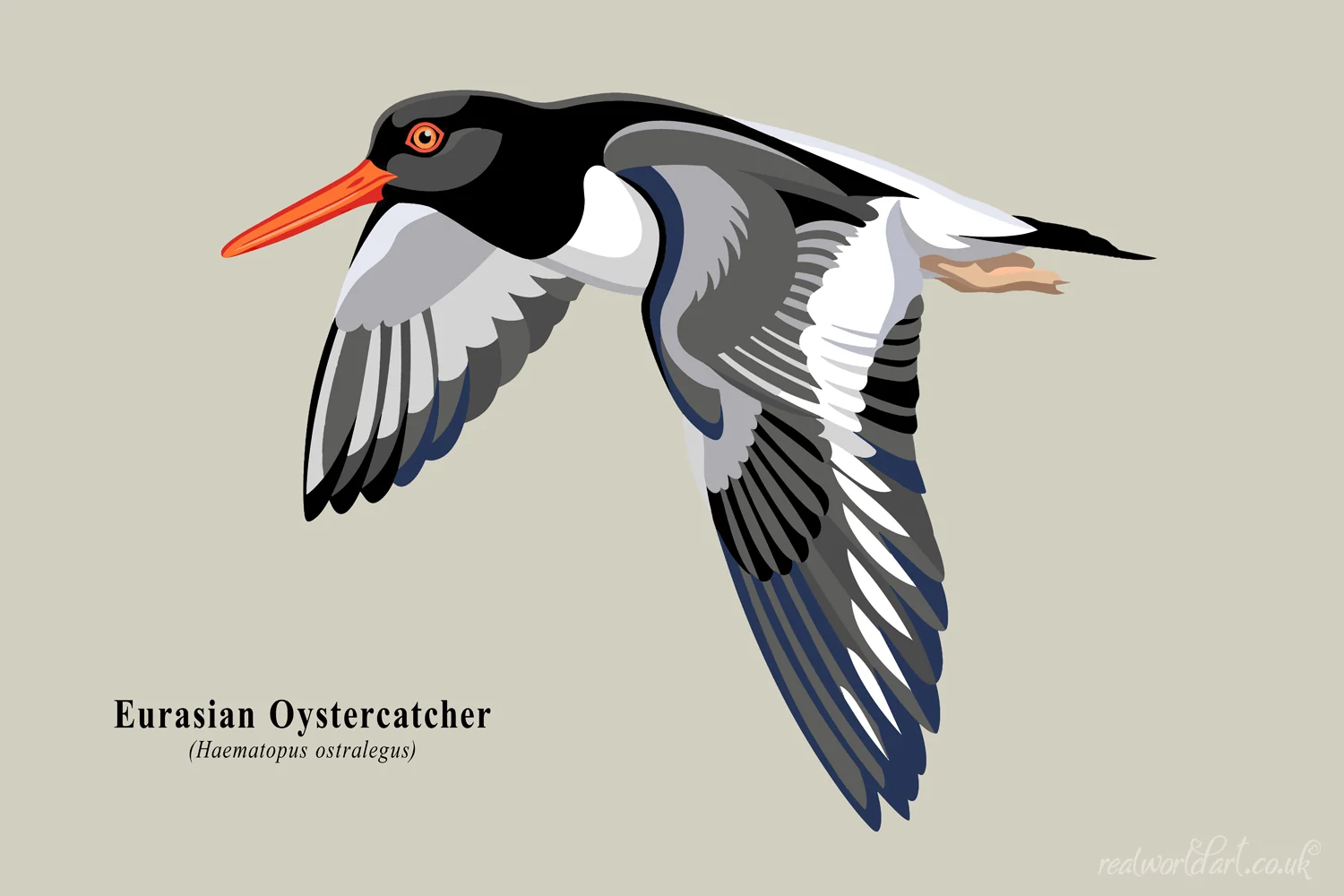 Canvas Wall Art: Illustrated Eurasian oystercatcher in flight with black and white plumage, orange-red bill and layered vector-style detailing on a neutral background. 