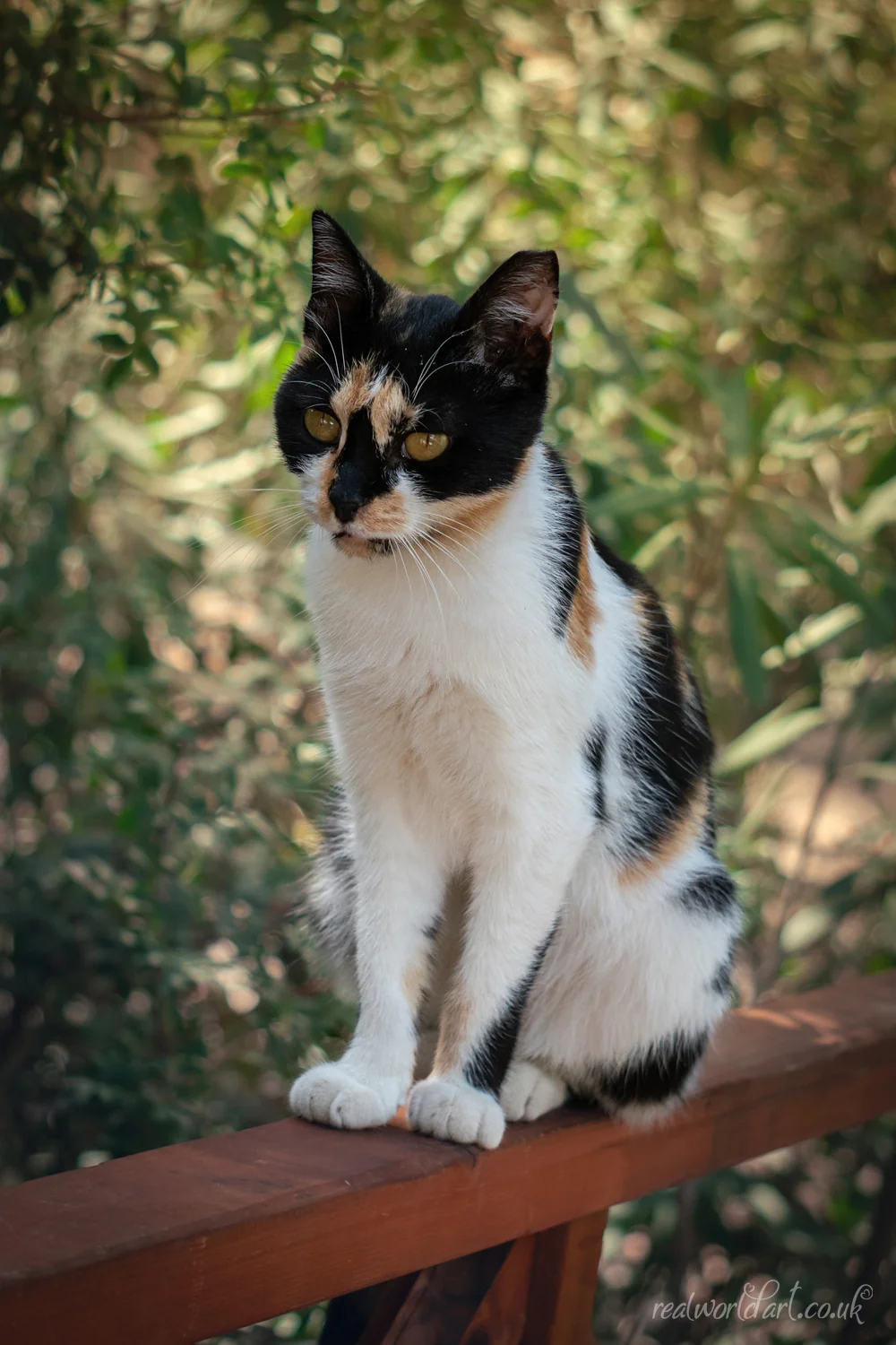 Plaka Forest Cat Foamex Prints