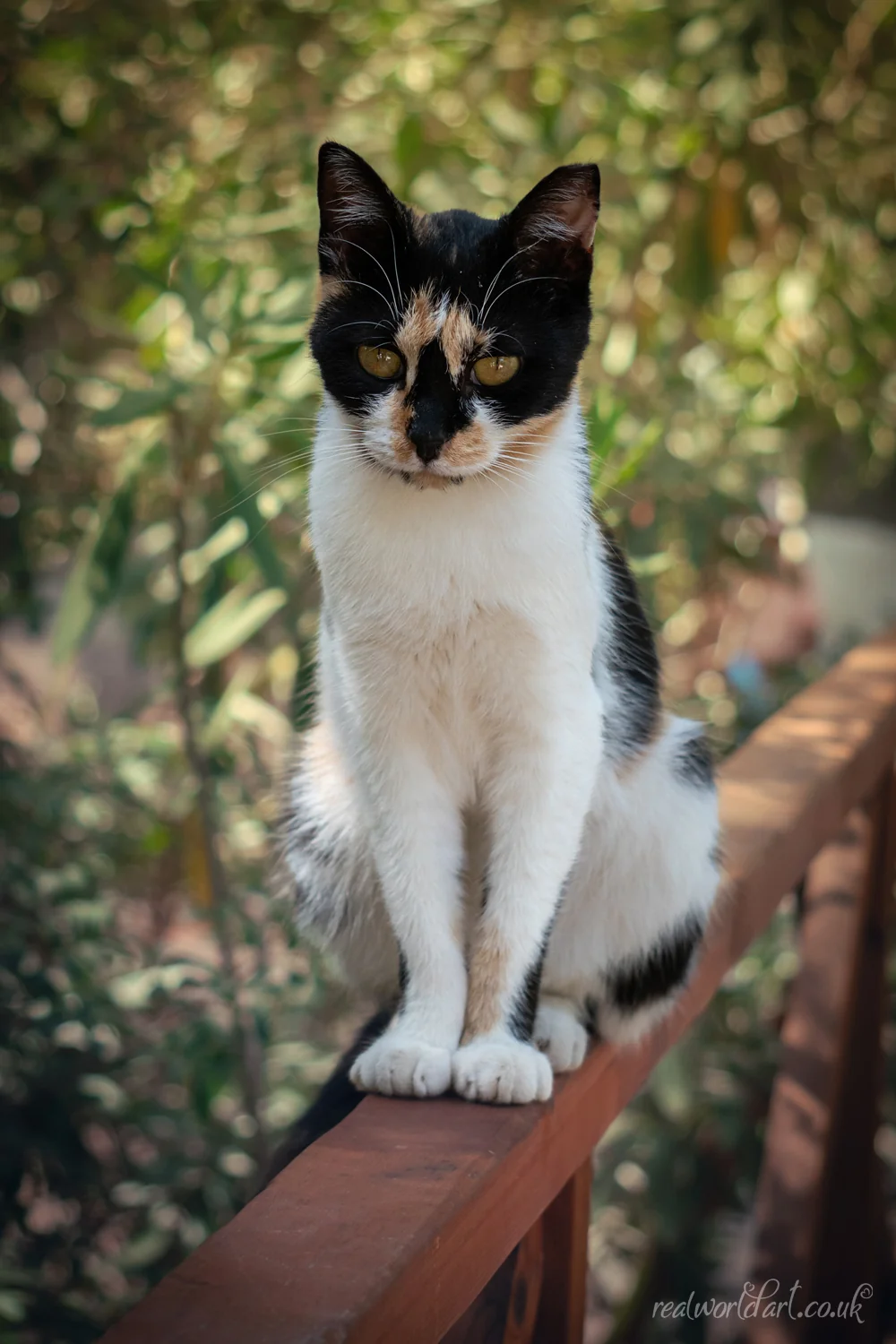 Kos Forest Cat Foamex Prints