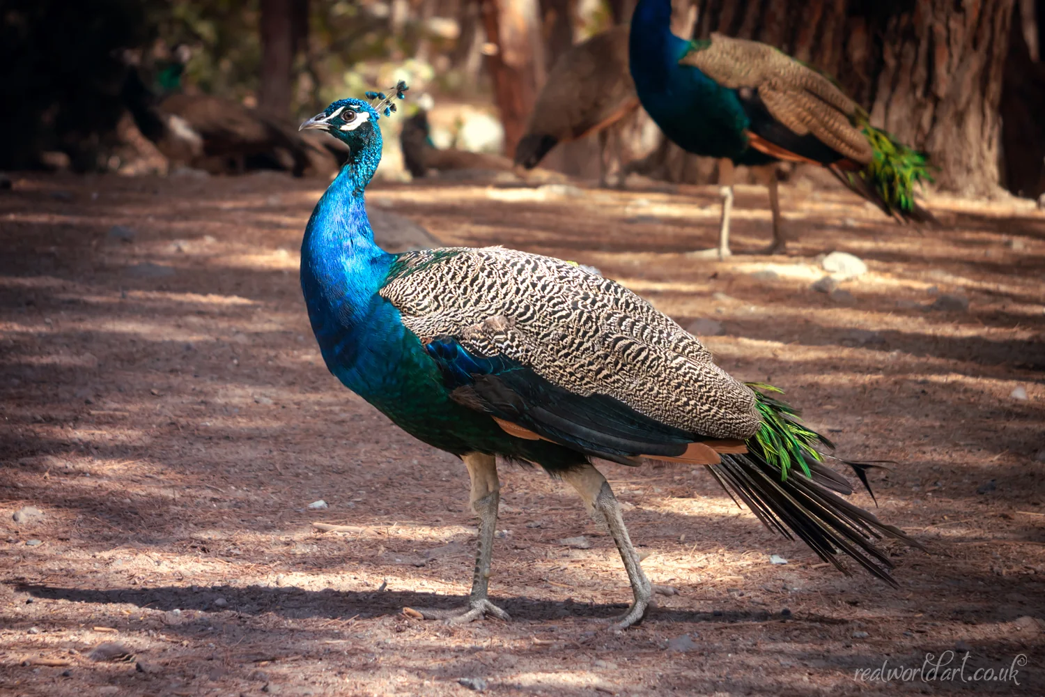 Proud Kos Peacock Metal Wall Art Proud Kos Peacock Metal Wall Art