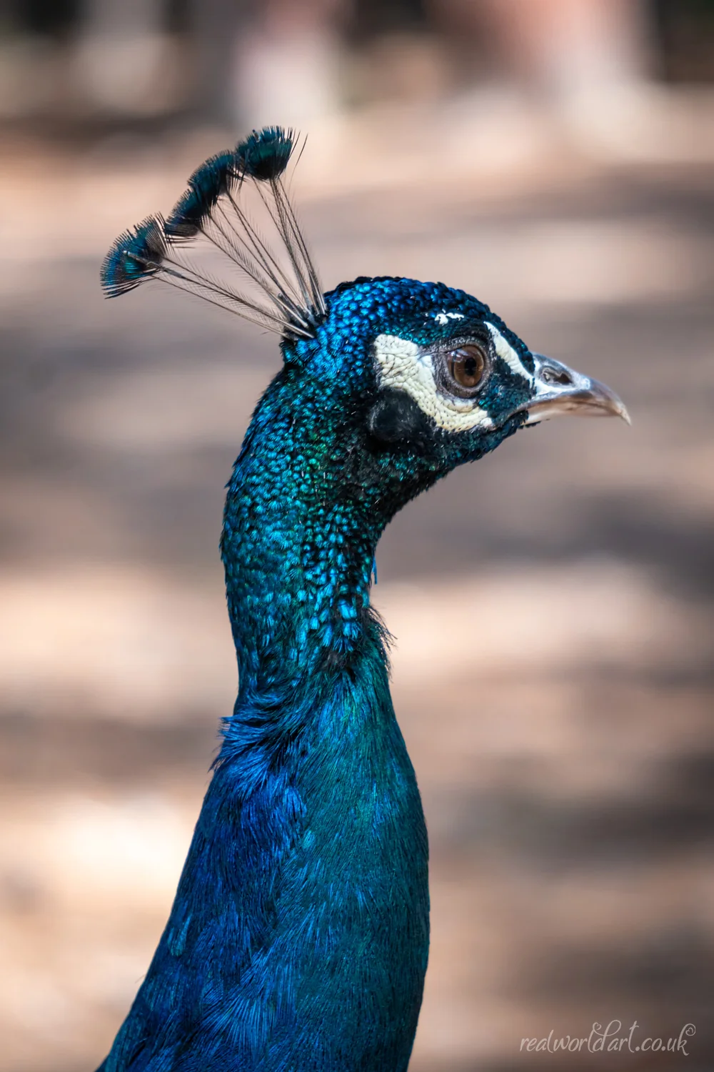 Regal Kos Peacock Metal Wall Art Regal Kos Peacock Metal Wall Art