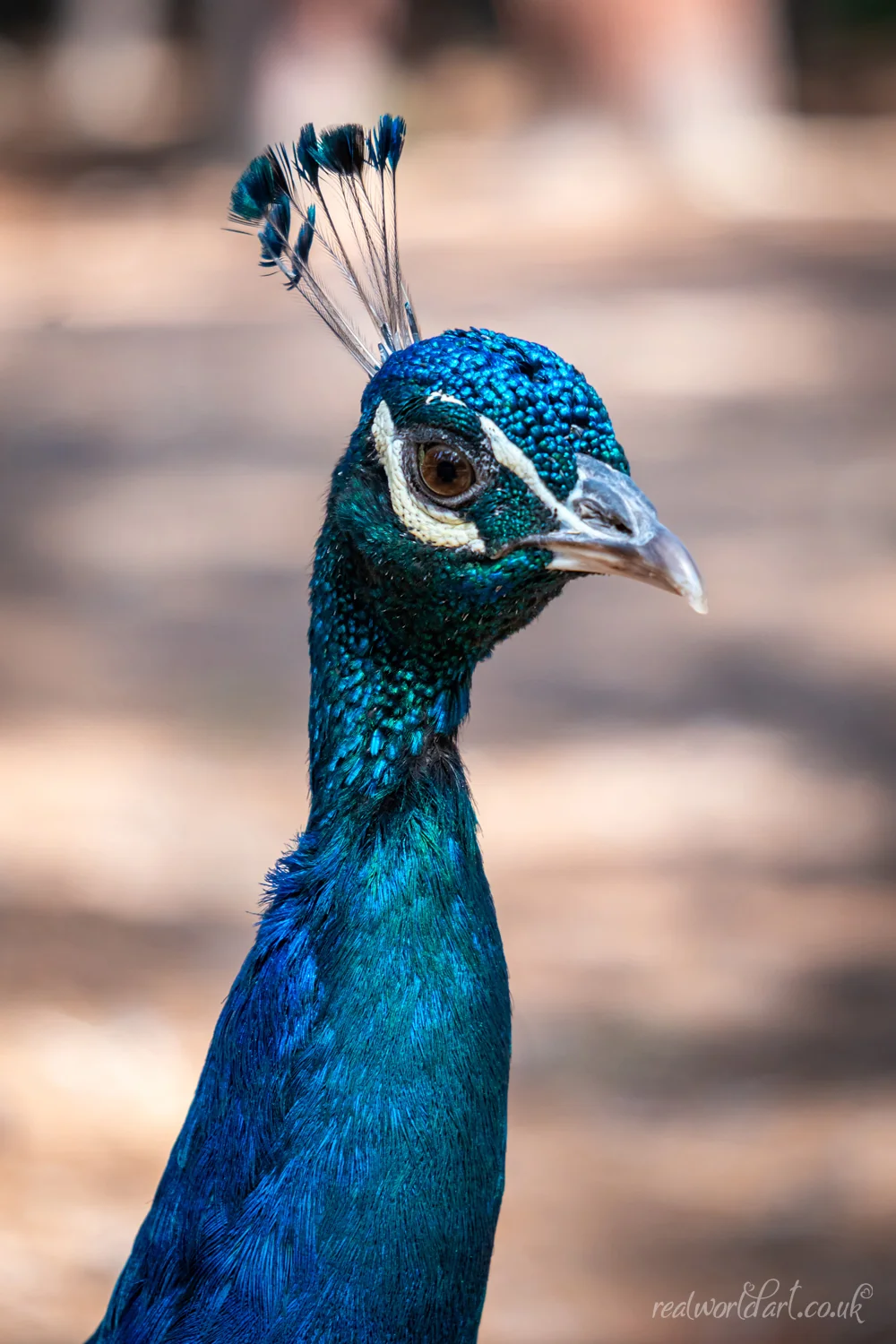 Noble Kos Peacock Metal Wall Art Noble Kos Peacock Metal Wall Art