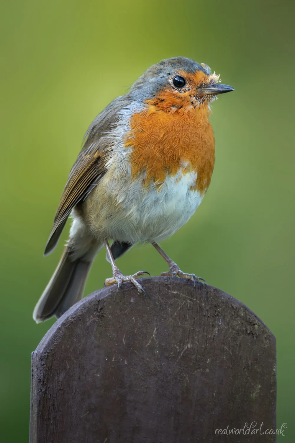 Greeting Cards: A european robin with orange chest standing upright on a wooden post against a blurred green background taken at Llangelynin, Conwy, Wales 