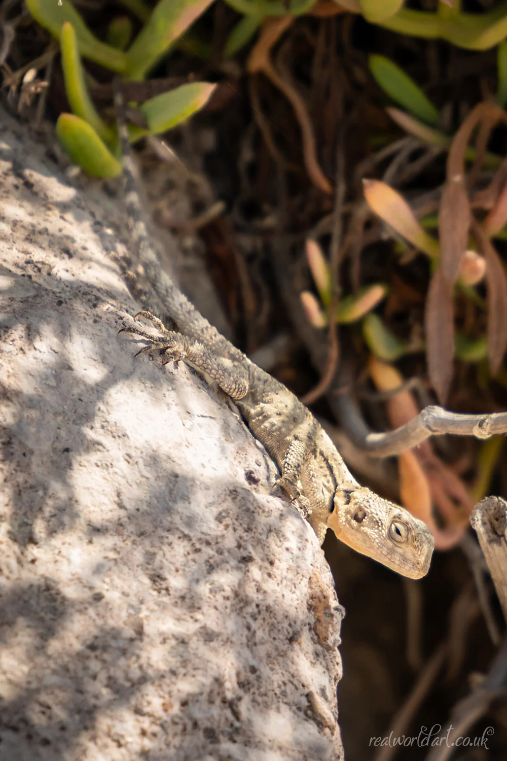 Kos Island Agama Foamex Prints