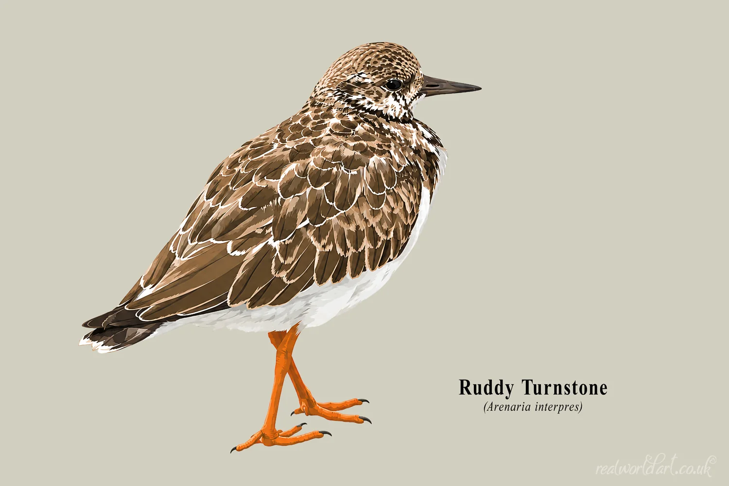 Art Prints: Illustrated ruddy turnstone standing in profile with mottled brown plumage, white underparts and bright orange legs, rendered in a clean contemporary vector style on a neutral background. 