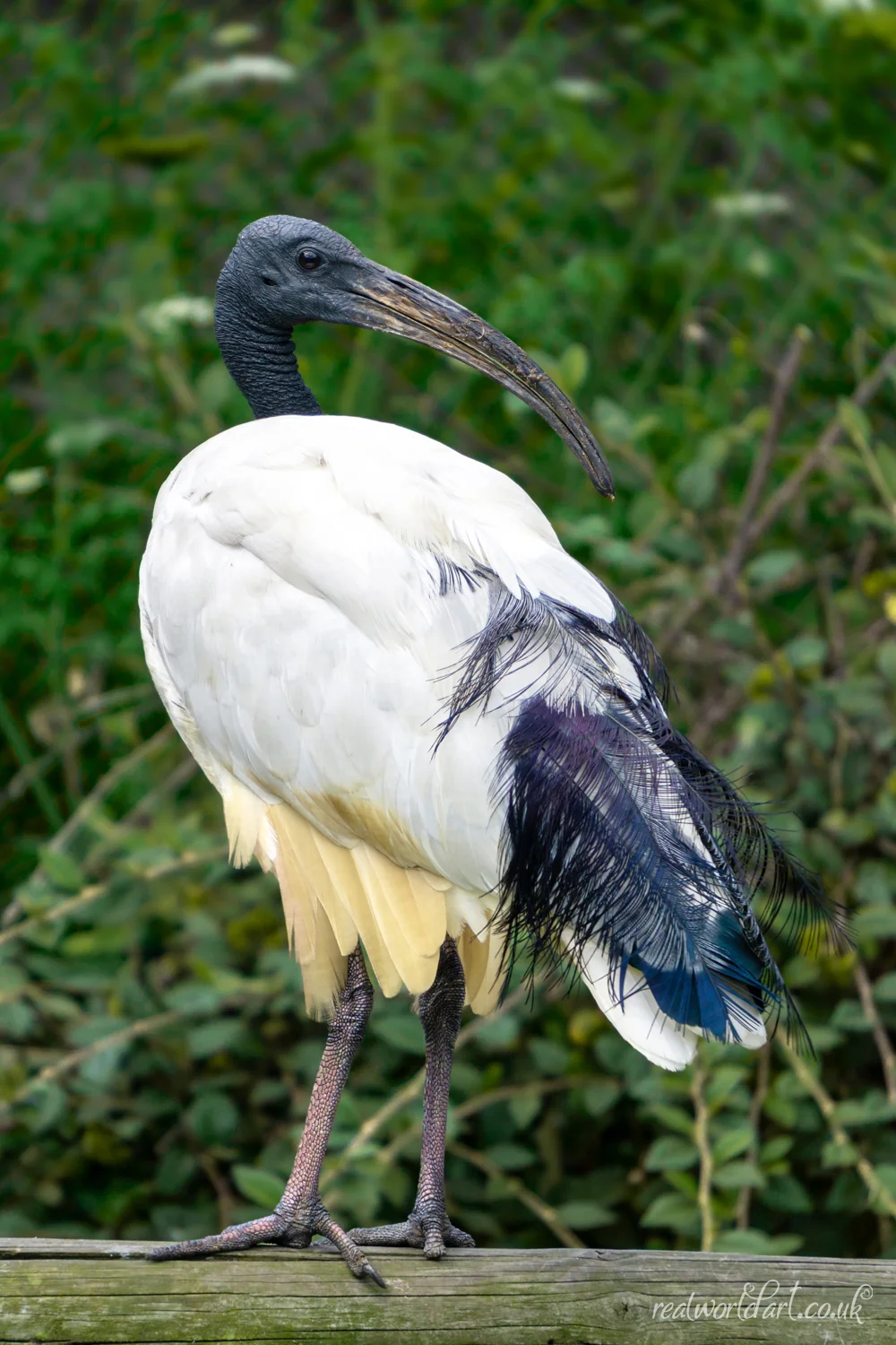 Sacred Ibis Art Prints Sacred Ibis Art Prints