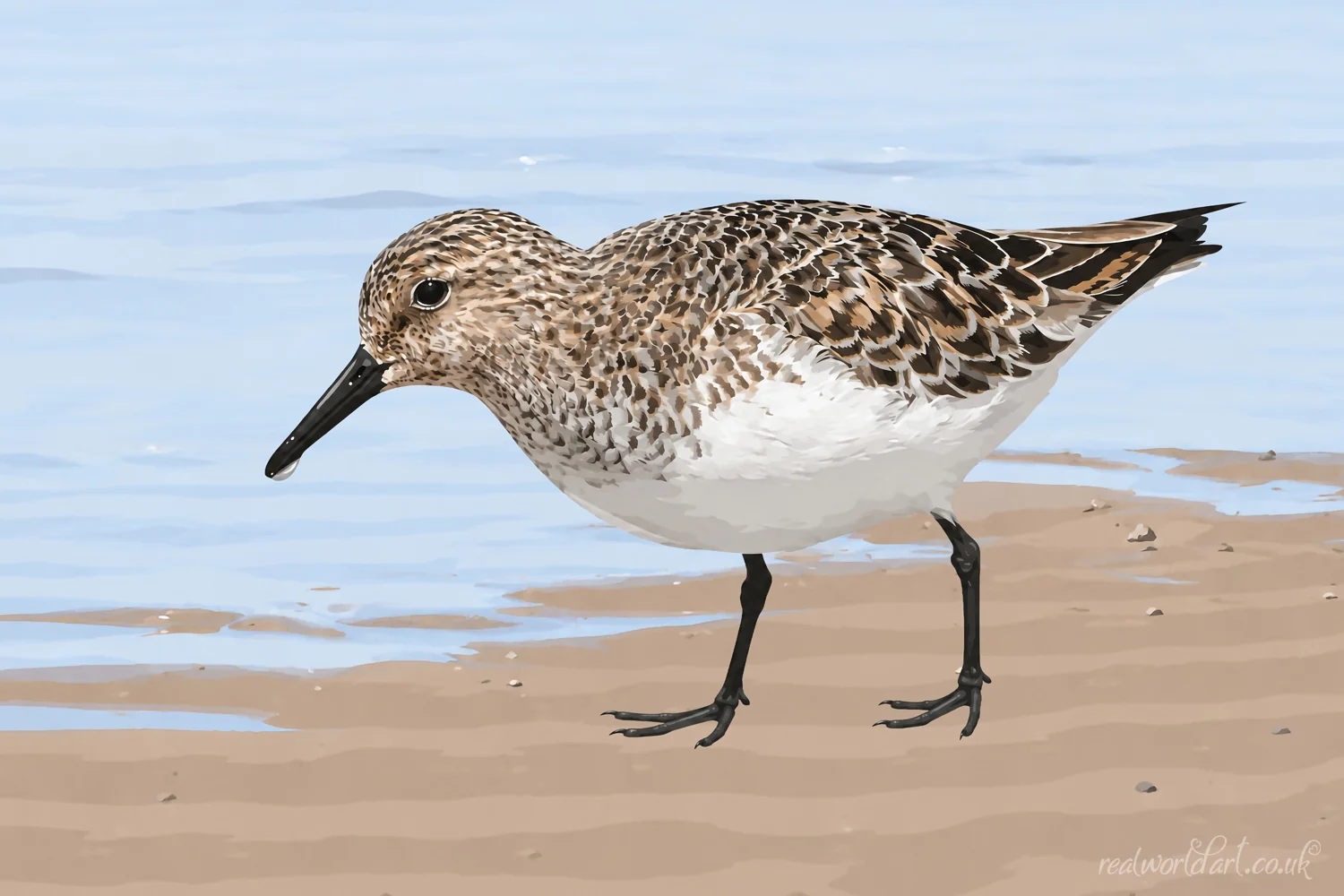 Canvas Wall Art: Contemporary digital illustration of a sanderling standing on a sandy beach beside calm blue water, with finely detailed breeding plumage and a small droplet hanging from the tip of its black bill. 