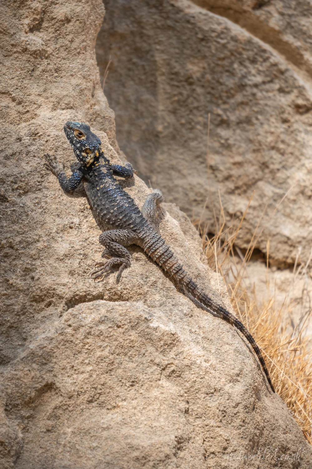 Starred Agama Framed Wall Art
