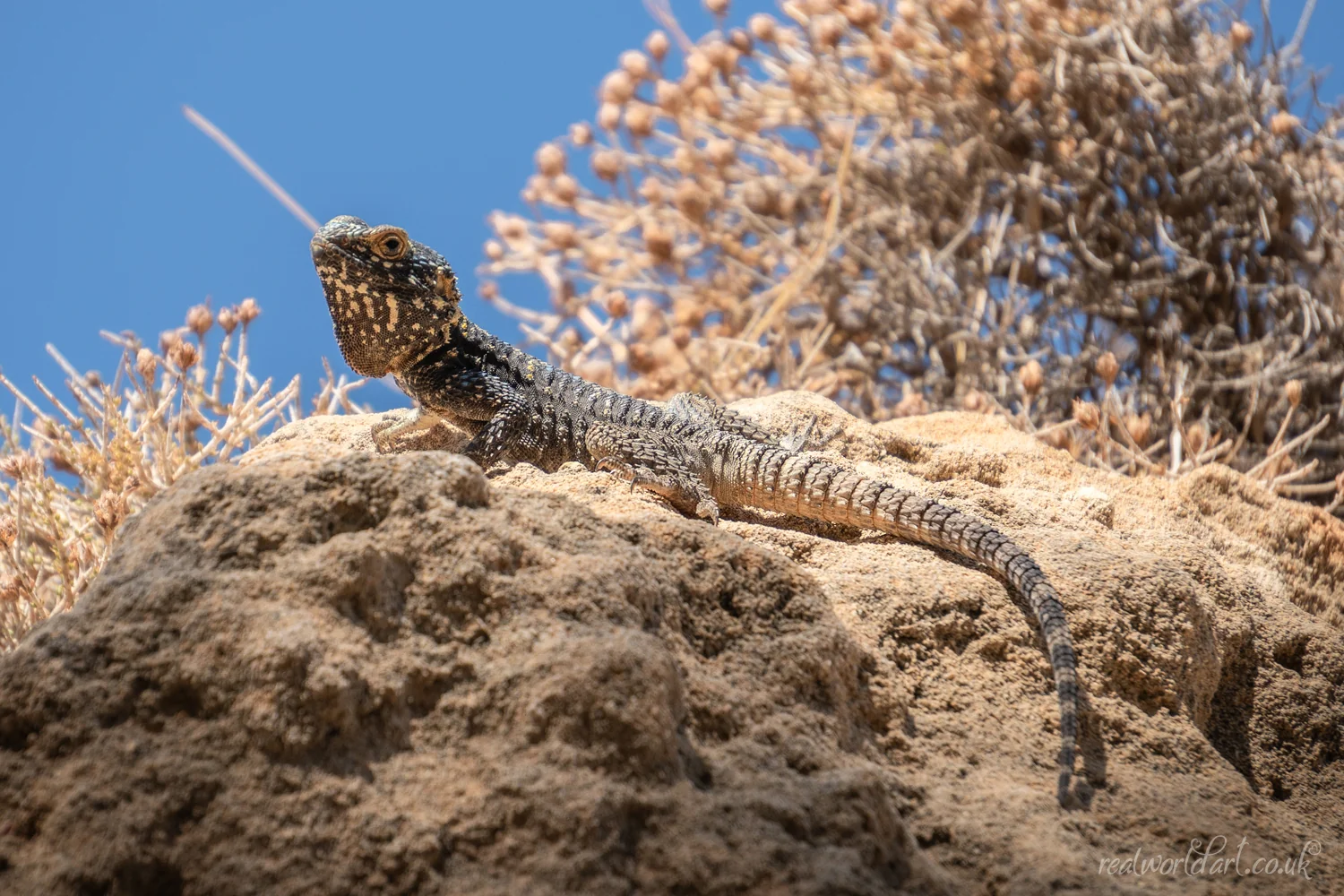 Puffed Starred Agama Foamex Prints