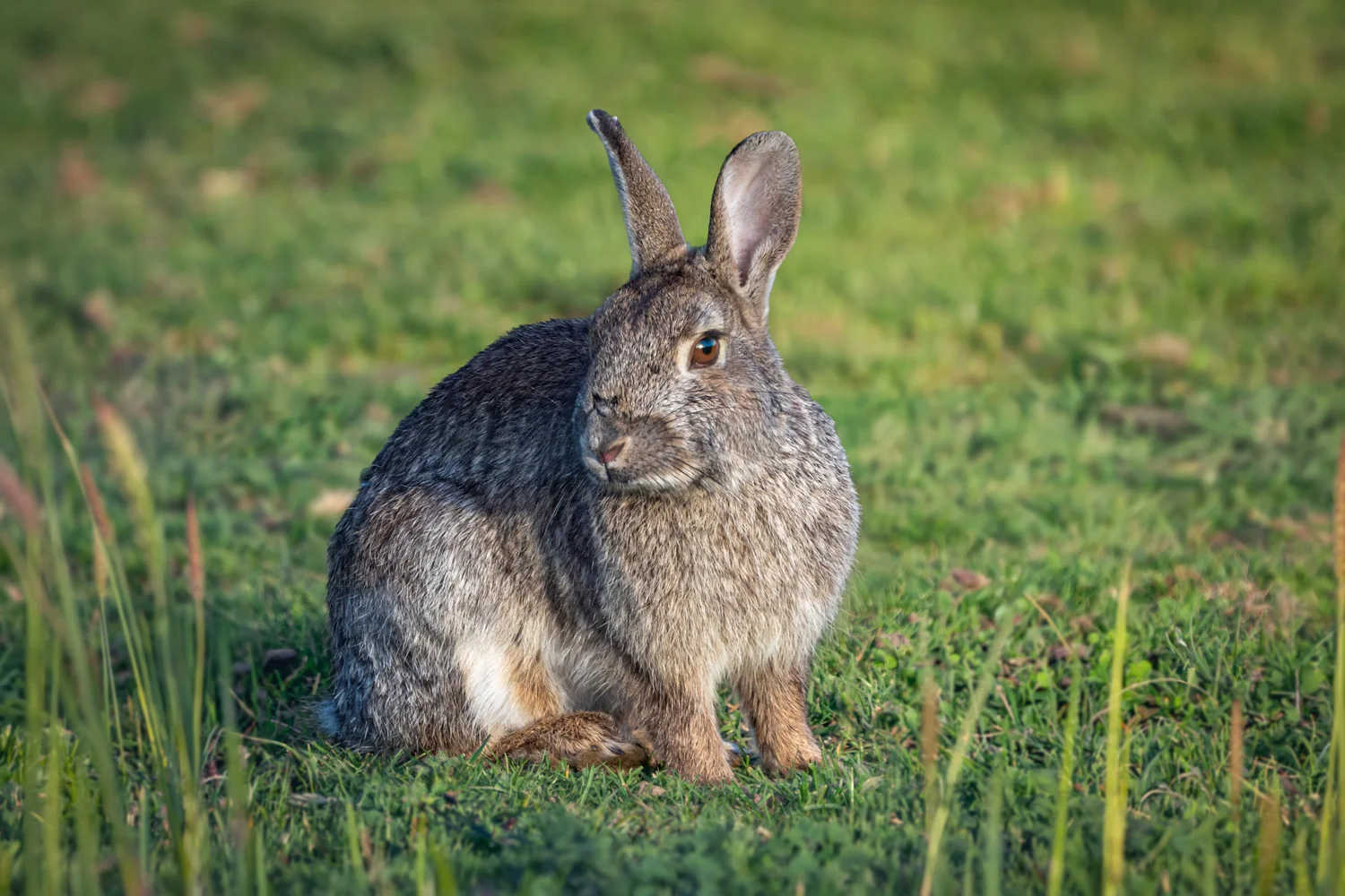 Canvas Wall Art: A wild rabbit sitting in green grassland with upright ears, photographed in warm natural evening light against a softly blurred background taken at Wortley, Sheffield, South Yorkshire 