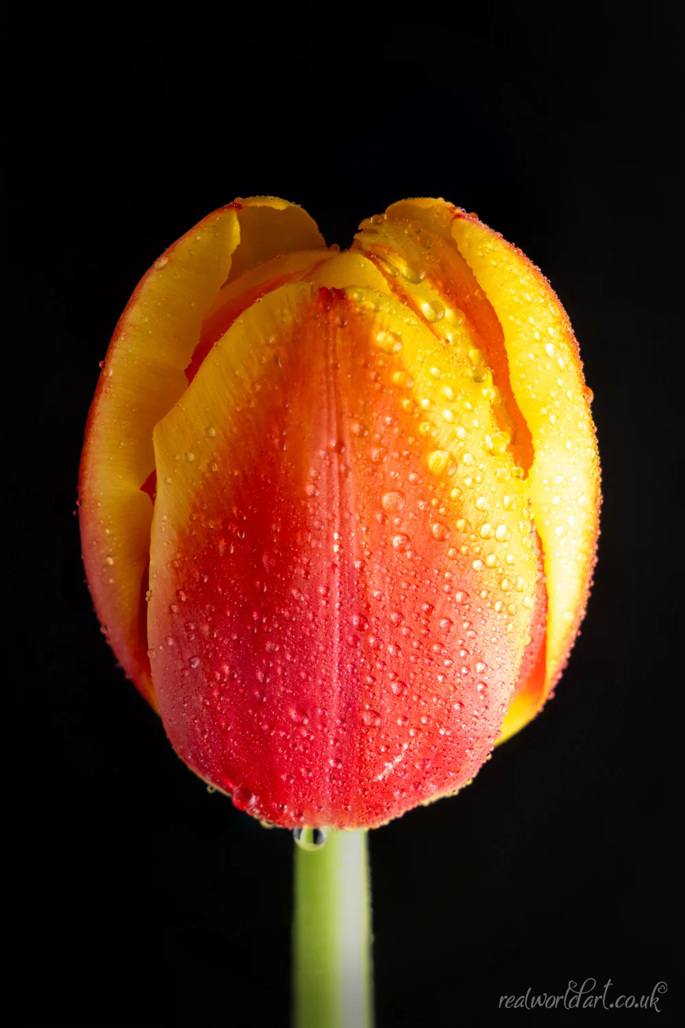 Metal Wall Art: A single red and orange tulip against a black background 