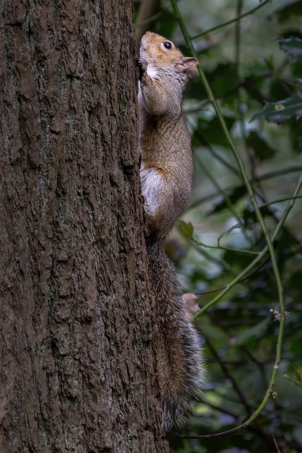 Art Prints: A grey squirrel climbing up the trunk of a tree in woodland with blurred green foliage in the background taken at Bingham Park, Sheffield, South Yorkshire 