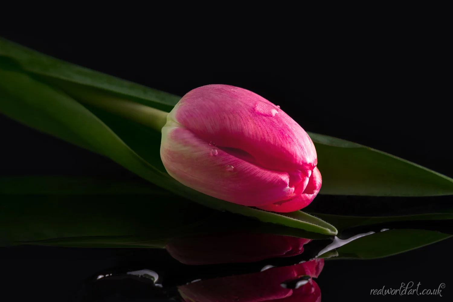 Art Prints: A single pink tulip with water droplets and its reflection in water against a black background 