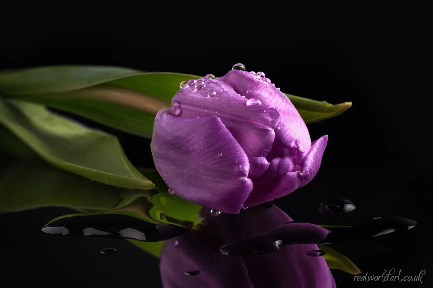 Art Prints: A single purple tulip with water droplets and its reflection in water against a black background 