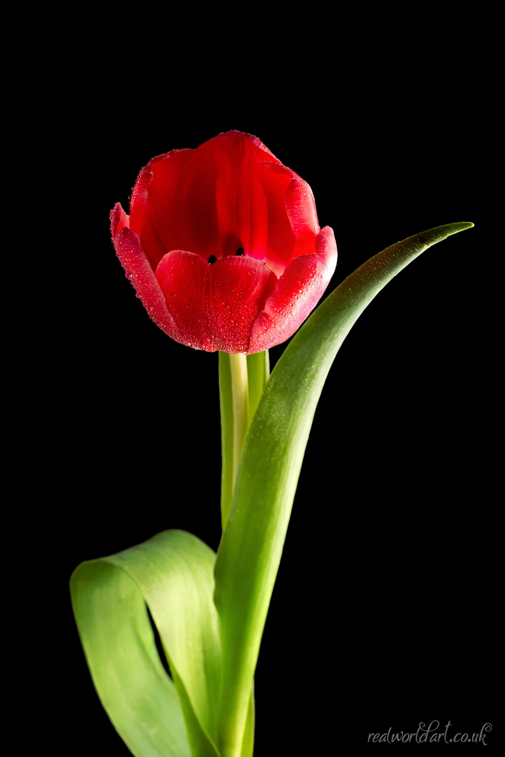 Metal Wall Art: A single red tulip in bloom against a black background 