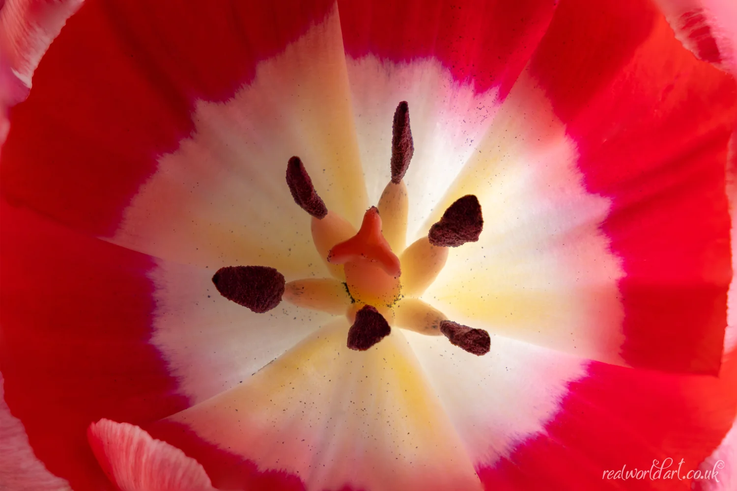 Metal Wall Art: A close-up image of the centre of a red and white tulip 
