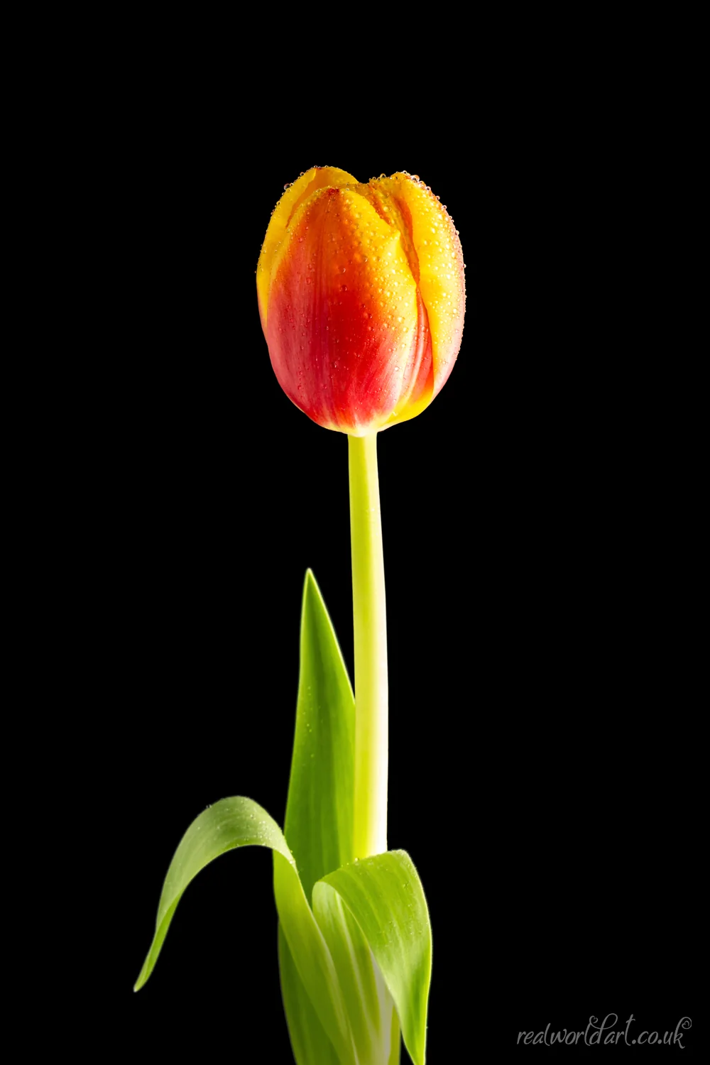 Metal Wall Art: A single red and yellow coloured tulip against a black background 