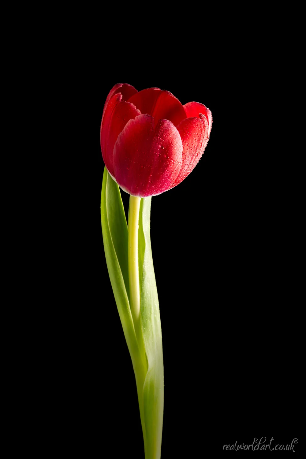 Metal Wall Art: A single red tulip against a black background 