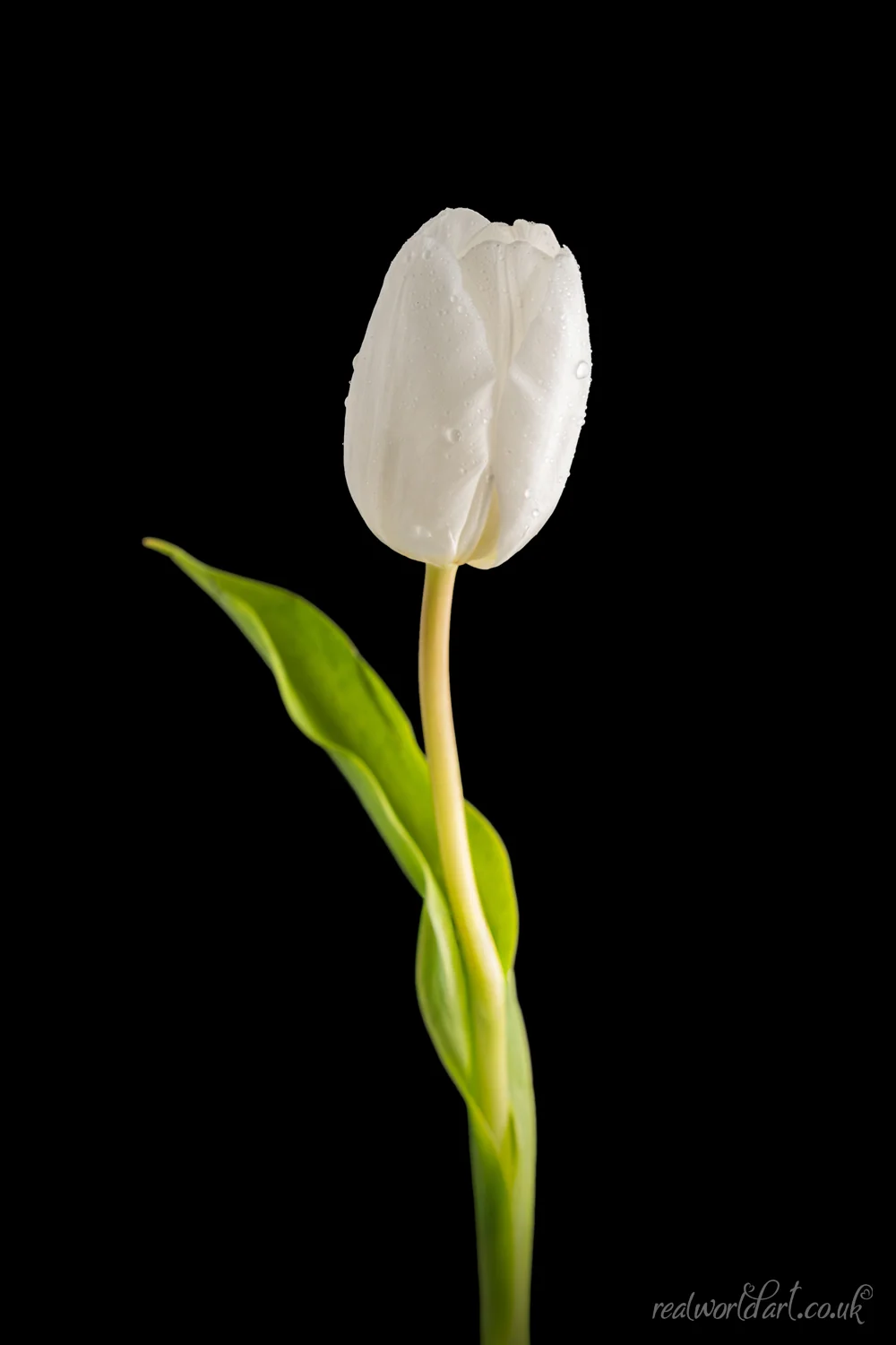 Metal Wall Art: A single white tulip against a black background 