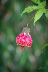 Abutilon Art Prints