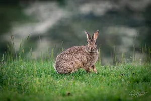 Wild Ashgill Rabbit Canvas Wall Art