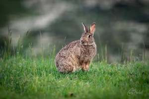 Wild Ashgill Rabbit Canvas Wall Art