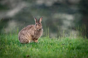 Wild Ashgill Rabbit Canvas Wall Art